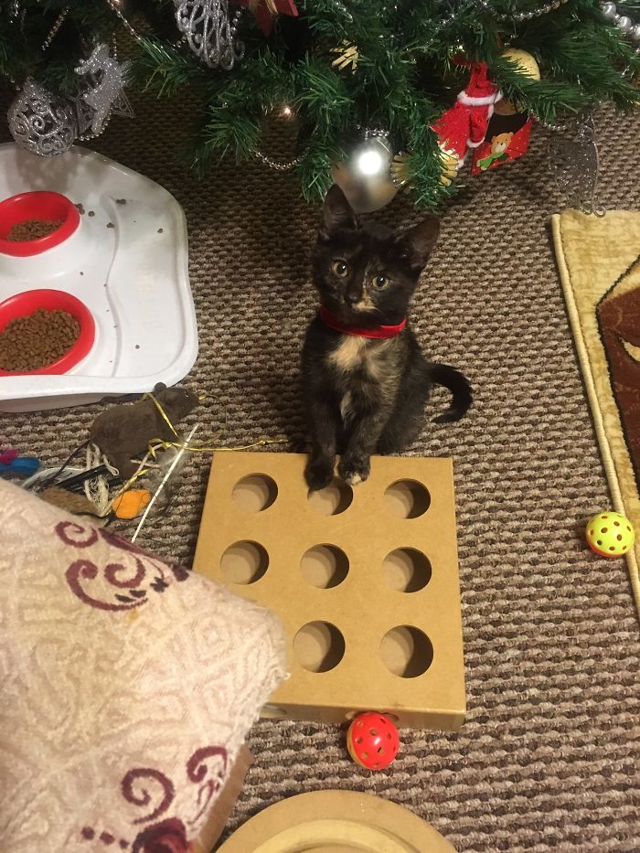 Hey Pandas, Share A Photo Of Your Cat When It Was Still A Kitten (Ended)