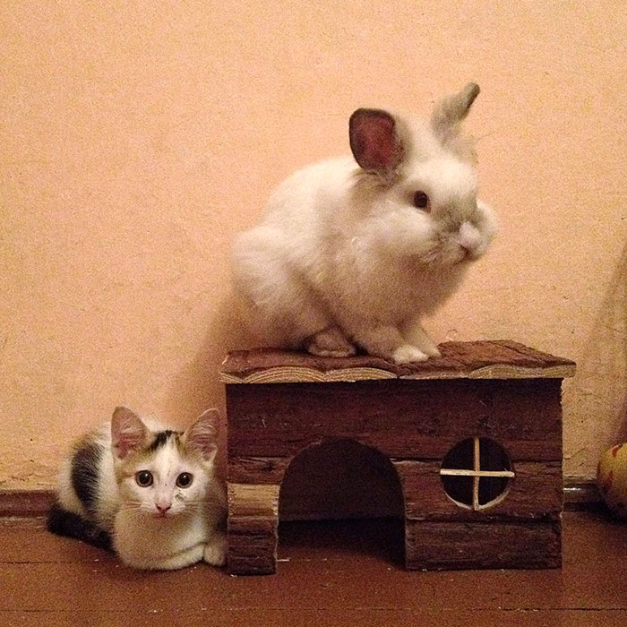 Hey Pandas, Share A Photo Of Your Cat When It Was Still A Kitten (Ended) Hey Pandas, Share A Photo Of Your Cat When It Was Still A Kitten (Ended)