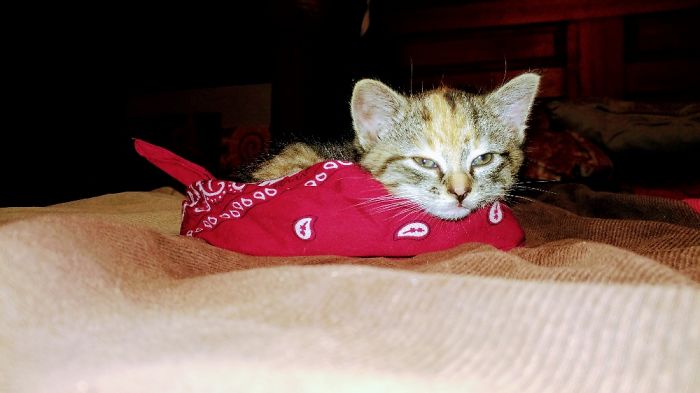 Hey Pandas, Share A Photo Of Your Cat When It Was Still A Kitten (Ended)