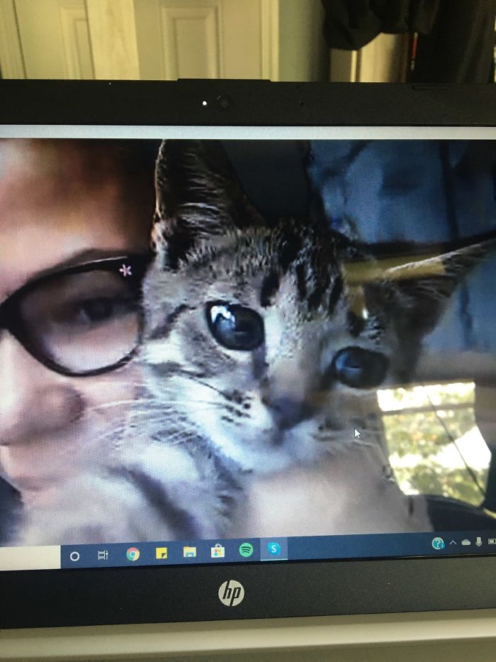 Hey Pandas, Share A Photo Of Your Cat When It Was Still A Kitten (Ended)