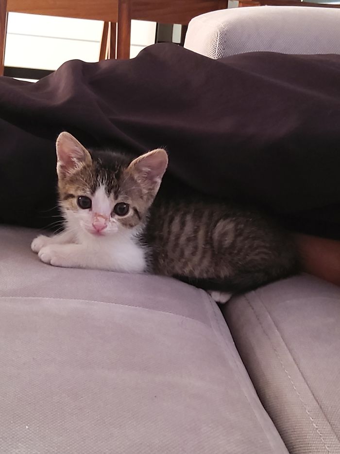 Hey Pandas, Share A Photo Of Your Cat When It Was Still A Kitten (Ended)