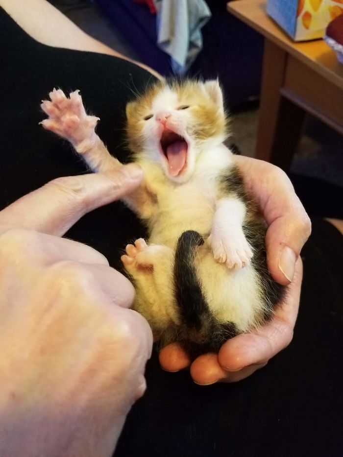 Hey Pandas, Share A Photo Of Your Cat When It Was Still A Kitten (Ended)