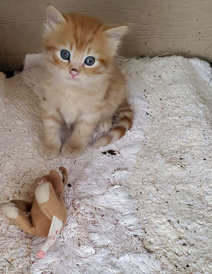 Hey Pandas, Share A Photo Of Your Cat When It Was Still A Kitten (Ended)