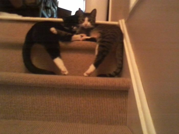 Hey Pandas, Share A Photo Of Your Cat When It Was Still A Kitten (Ended) Hey Pandas, Share A Photo Of Your Cat When It Was Still A Kitten (Ended)