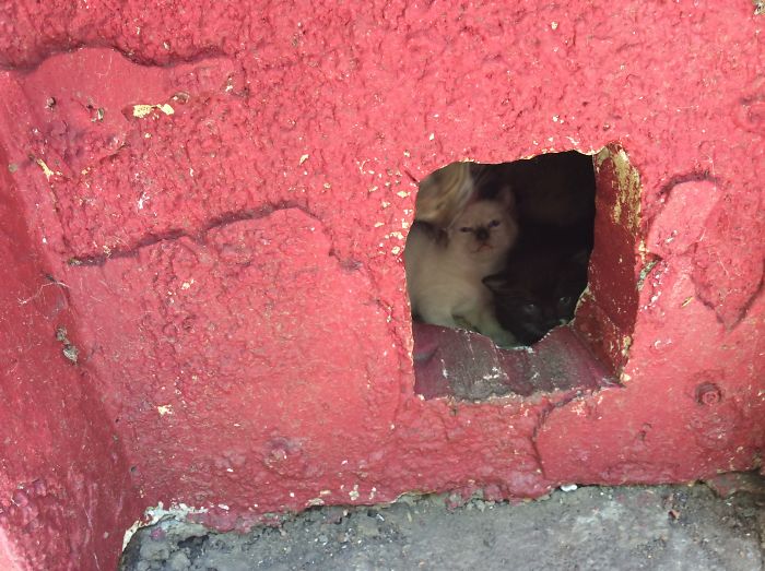 Hey Pandas, Share A Photo Of Your Cat When It Was Still A Kitten (Ended)