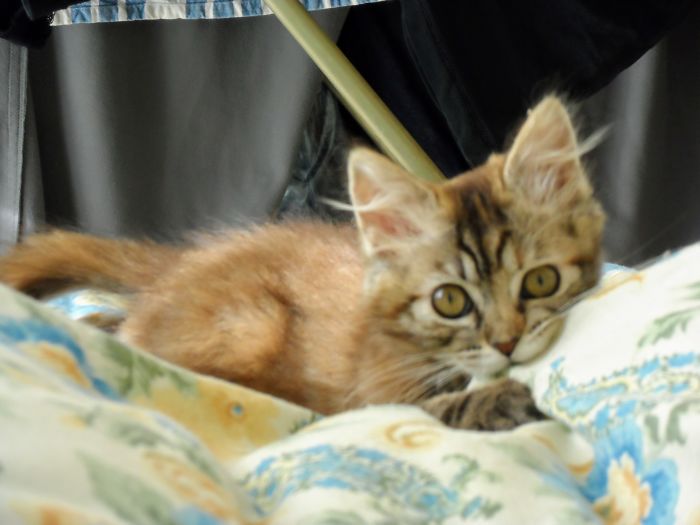 Hey Pandas, Share A Photo Of Your Cat When It Was Still A Kitten (Ended) Hey Pandas, Share A Photo Of Your Cat When It Was Still A Kitten (Ended)