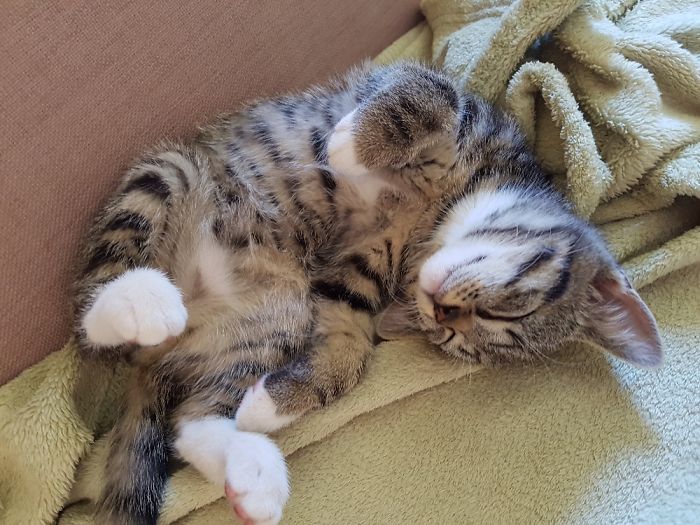 Hey Pandas, Share A Photo Of Your Cat When It Was Still A Kitten (Ended)