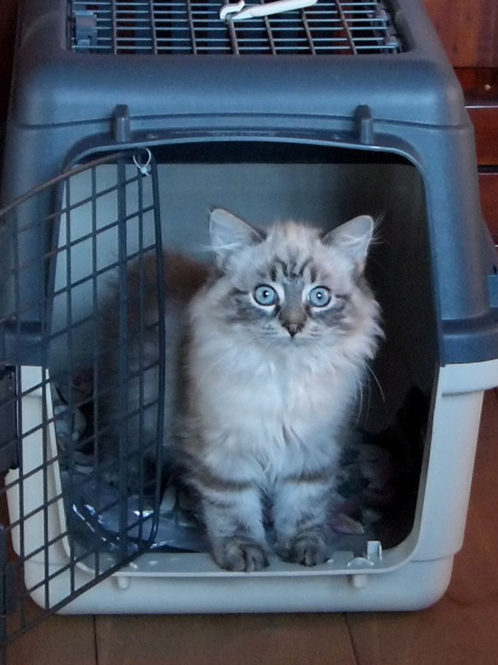 Hey Pandas, Share A Photo Of Your Cat When It Was Still A Kitten (Ended)