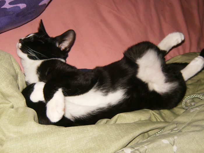 Hey Pandas, Share A Photo Of Your Cat When It Was Still A Kitten (Ended) Hey Pandas, Share A Photo Of Your Cat When It Was Still A Kitten (Ended)