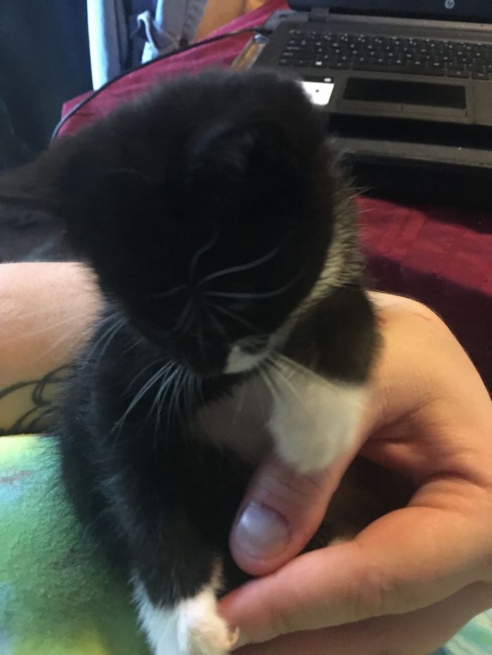 Hey Pandas, Share A Photo Of Your Cat When It Was Still A Kitten (Ended)