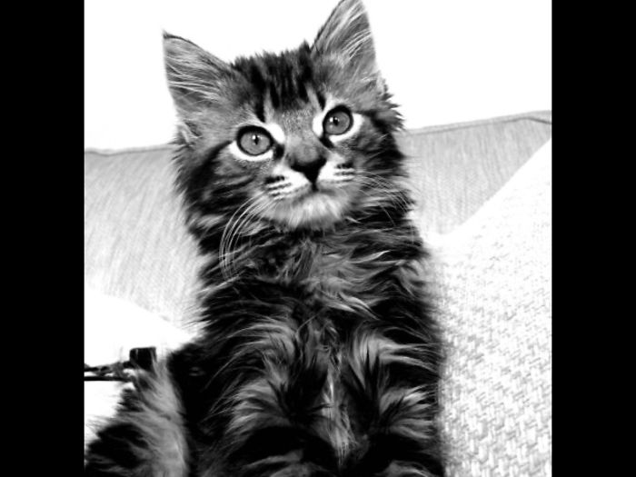 Hey Pandas, Share A Photo Of Your Cat When It Was Still A Kitten (Ended)