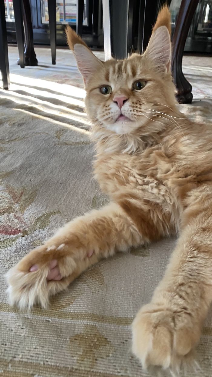 Hey Pandas, Share A Photo Of Your Cat When It Was Still A Kitten (Ended) Hey Pandas, Share A Photo Of Your Cat When It Was Still A Kitten (Ended)