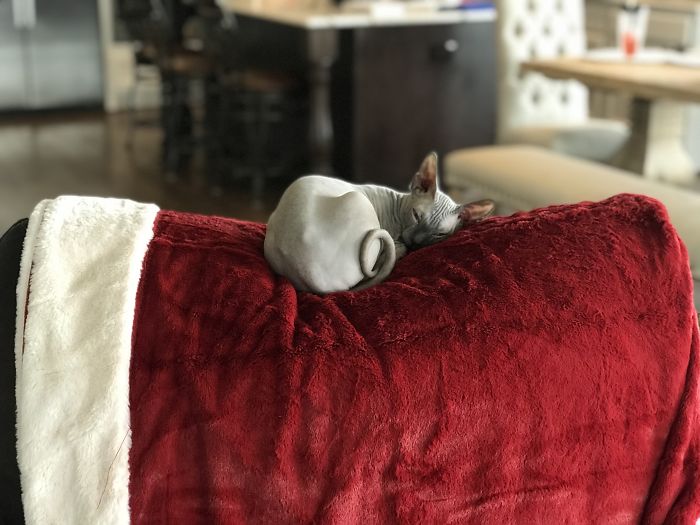 Hey Pandas, Share A Photo Of Your Cat When It Was Still A Kitten (Ended) Hey Pandas, Share A Photo Of Your Cat When It Was Still A Kitten (Ended)