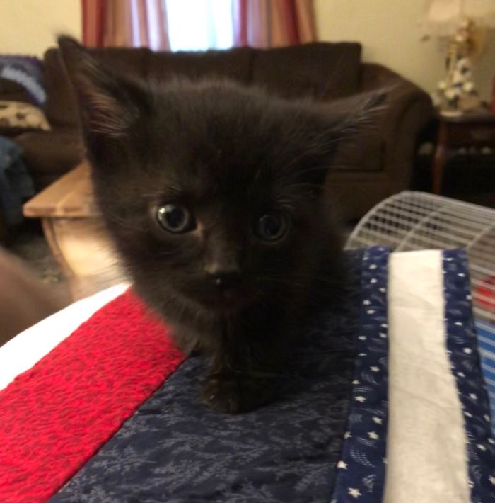 Hey Pandas, Share A Photo Of Your Cat When It Was Still A Kitten (Ended)