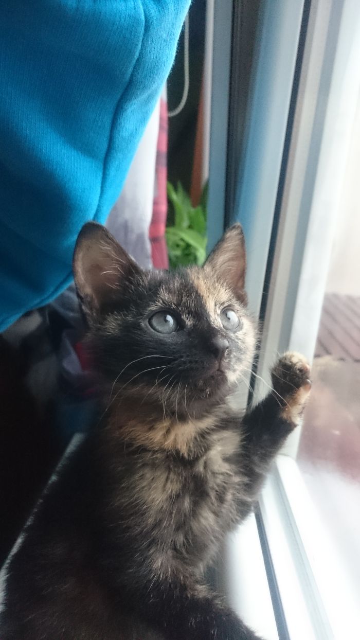 Hey Pandas, Share A Photo Of Your Cat When It Was Still A Kitten (Ended)