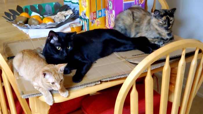 Hey Pandas, Share A Photo Of Your Cat When It Was Still A Kitten (Ended)