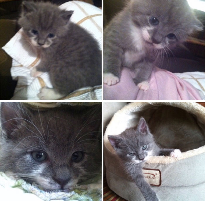 Hey Pandas, Share A Photo Of Your Cat When It Was Still A Kitten (Ended)