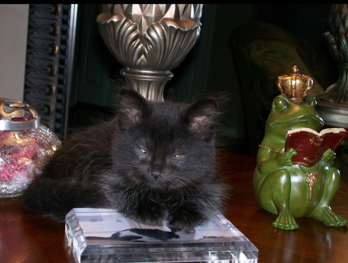 Hey Pandas, Share A Photo Of Your Cat When It Was Still A Kitten (Ended) Hey Pandas, Share A Photo Of Your Cat When It Was Still A Kitten (Ended)