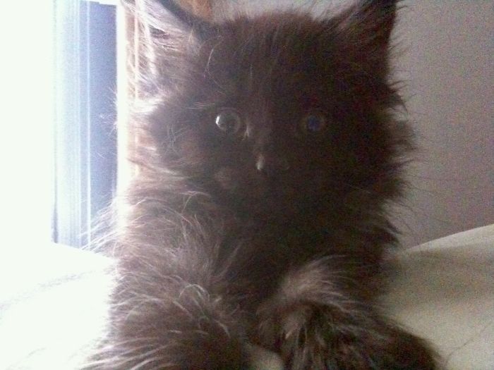 Hey Pandas, Share A Photo Of Your Cat When It Was Still A Kitten (Ended) Hey Pandas, Share A Photo Of Your Cat When It Was Still A Kitten (Ended)
