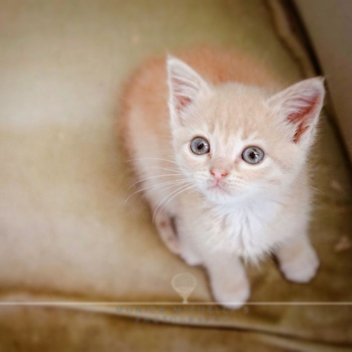 Hey Pandas, Share A Photo Of Your Cat When It Was Still A Kitten (Ended)