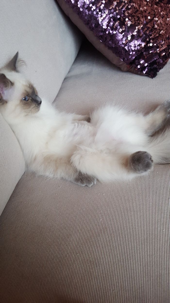 Hey Pandas, Share A Photo Of Your Cat When It Was Still A Kitten (Ended) Hey Pandas, Share A Photo Of Your Cat When It Was Still A Kitten (Ended)