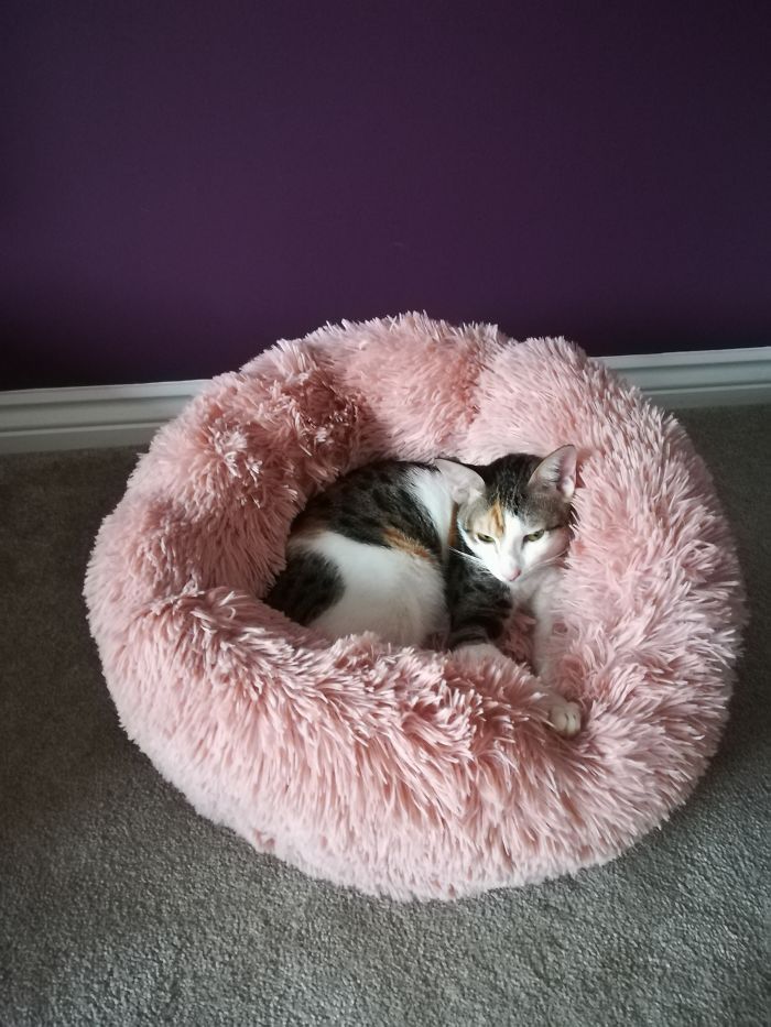 Hey Pandas, Share A Photo Of Your Cat When It Was Still A Kitten (Ended)