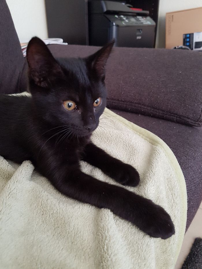 Hey Pandas, Share A Photo Of Your Cat When It Was Still A Kitten (Ended)