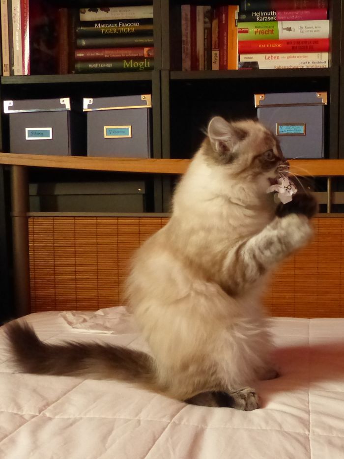 Hey Pandas, Share A Photo Of Your Cat When It Was Still A Kitten (Ended)