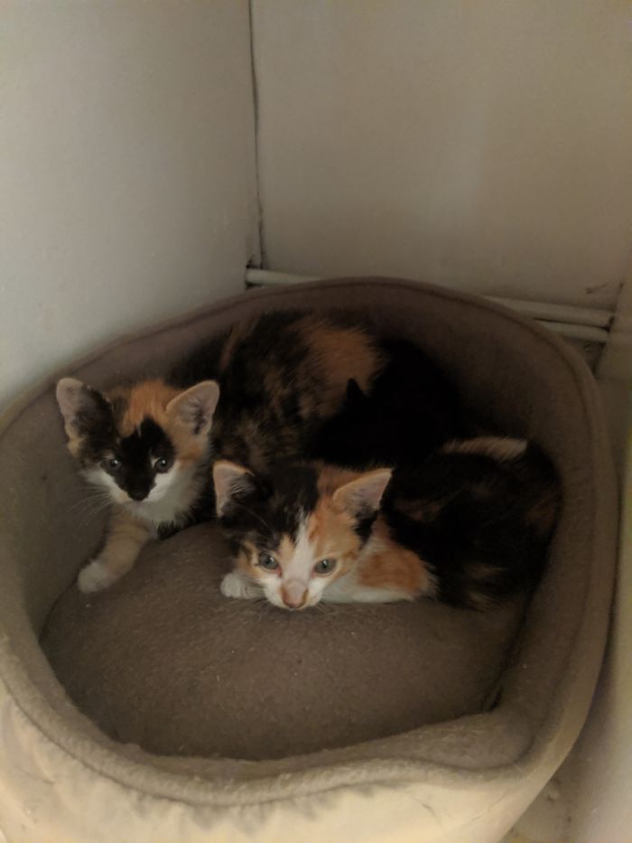 Hey Pandas, Share A Photo Of Your Cat When It Was Still A Kitten (Ended)