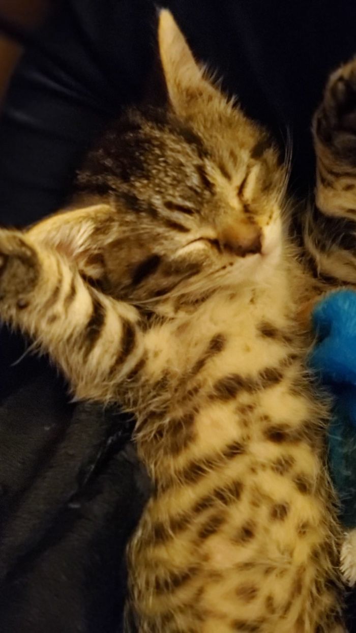 Hey Pandas, Share A Photo Of Your Cat When It Was Still A Kitten (Ended) Hey Pandas, Share A Photo Of Your Cat When It Was Still A Kitten (Ended)