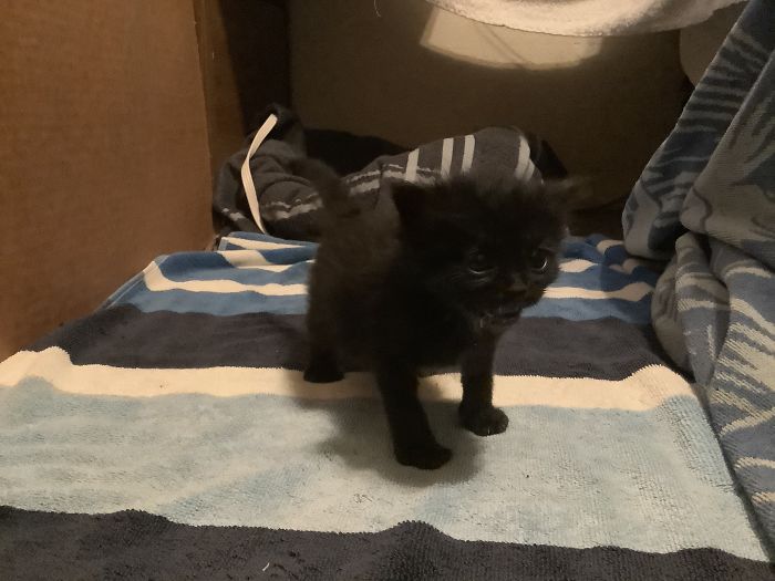 Hey Pandas, Share A Photo Of Your Cat When It Was Still A Kitten (Ended)