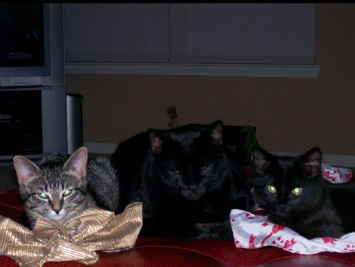 Hey Pandas, Share A Photo Of Your Cat When It Was Still A Kitten (Ended)