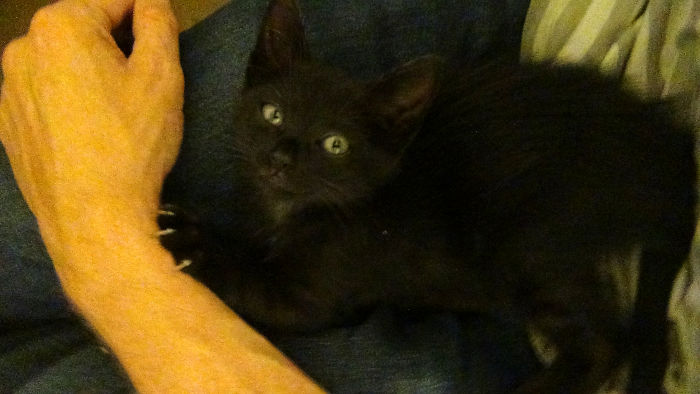 Hey Pandas, Share A Photo Of Your Cat When It Was Still A Kitten (Ended)