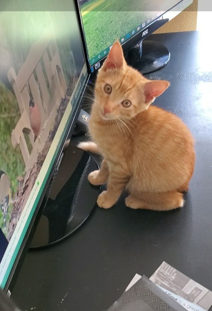 Hey Pandas, Share A Photo Of Your Cat When It Was Still A Kitten (Ended)