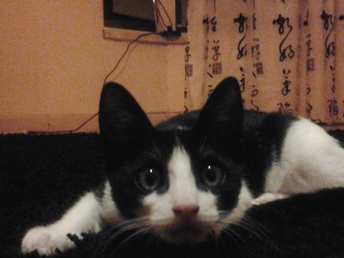 Hey Pandas, Share A Photo Of Your Cat When It Was Still A Kitten (Ended)