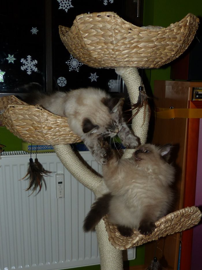 Hey Pandas, Share A Photo Of Your Cat When It Was Still A Kitten (Ended)