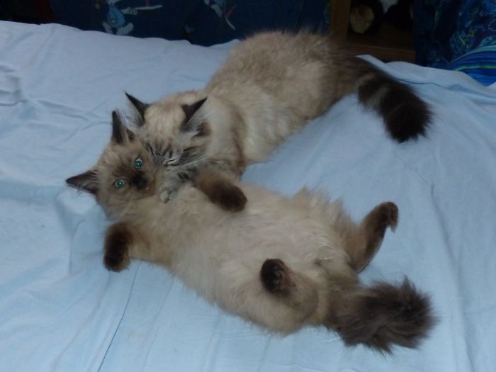 Hey Pandas, Share A Photo Of Your Cat When It Was Still A Kitten (Ended)