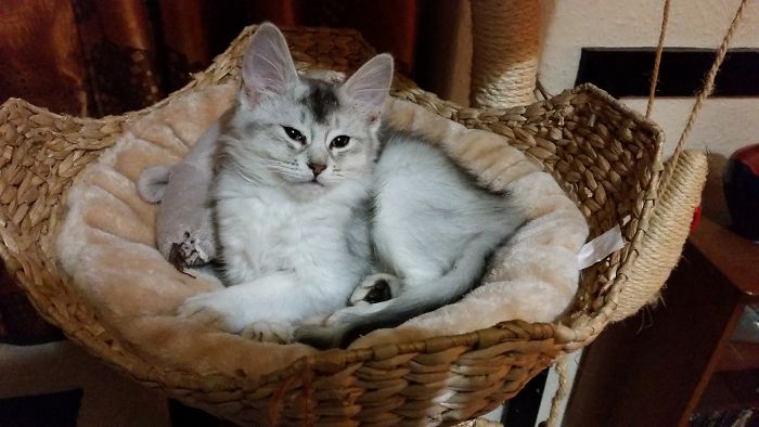 Hey Pandas, Share A Photo Of Your Cat When It Was Still A Kitten (Ended) Hey Pandas, Share A Photo Of Your Cat When It Was Still A Kitten (Ended)