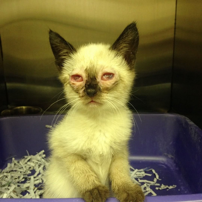 Hey Pandas, Share A Photo Of Your Cat When It Was Still A Kitten (Ended)