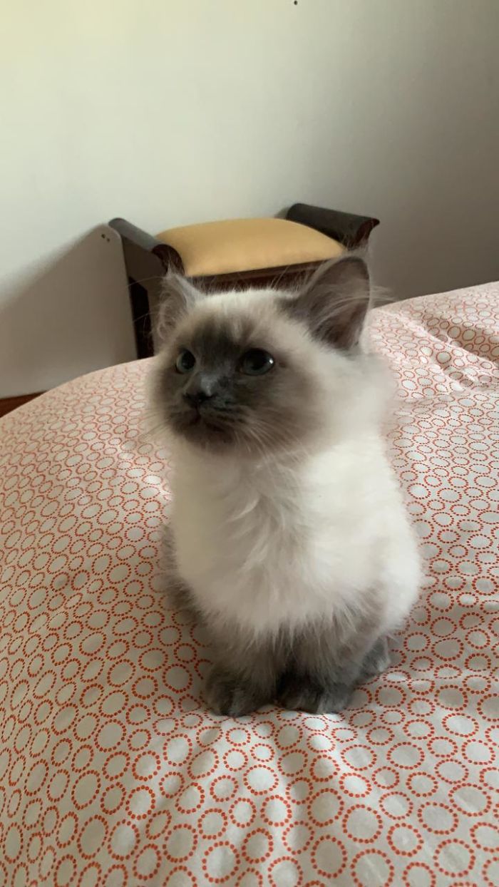 Hey Pandas, Share A Photo Of Your Cat When It Was Still A Kitten (Ended)