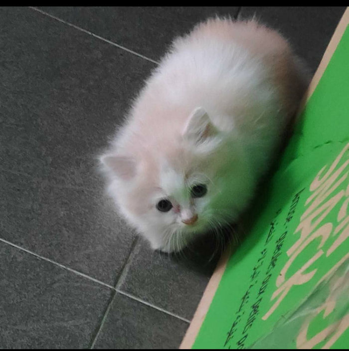 Hey Pandas, Share A Photo Of Your Cat When It Was Still A Kitten (Ended) Hey Pandas, Share A Photo Of Your Cat When It Was Still A Kitten (Ended)