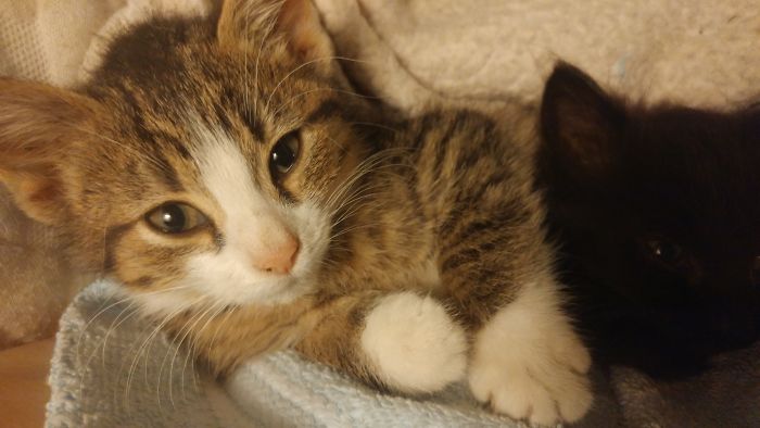 Hey Pandas, Share A Photo Of Your Cat When It Was Still A Kitten (Ended)