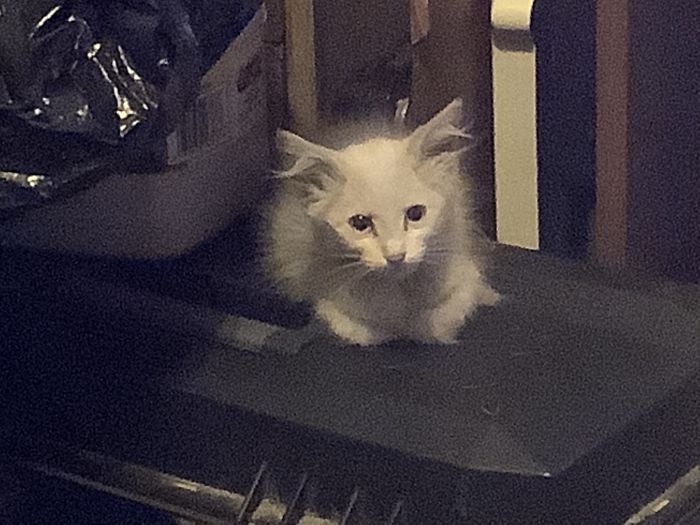 Hey Pandas, Share A Photo Of Your Cat When It Was Still A Kitten (Ended)