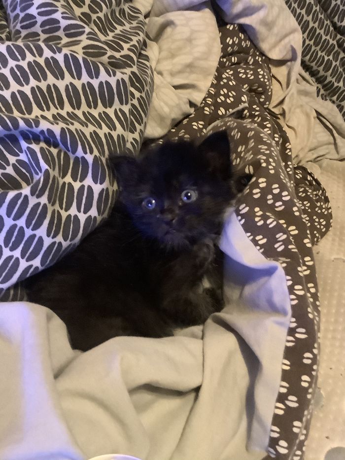 Hey Pandas, Share A Photo Of Your Cat When It Was Still A Kitten (Ended) Hey Pandas, Share A Photo Of Your Cat When It Was Still A Kitten (Ended)