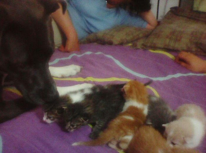 Hey Pandas, Share A Photo Of Your Cat When It Was Still A Kitten (Ended)