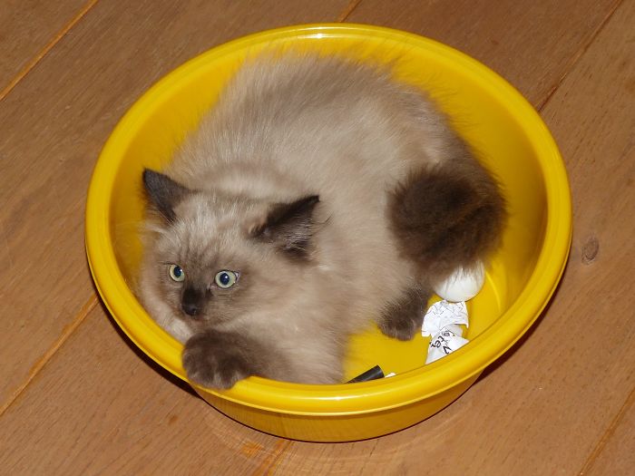 Hey Pandas, Share A Photo Of Your Cat When It Was Still A Kitten (Ended) Hey Pandas, Share A Photo Of Your Cat When It Was Still A Kitten (Ended)