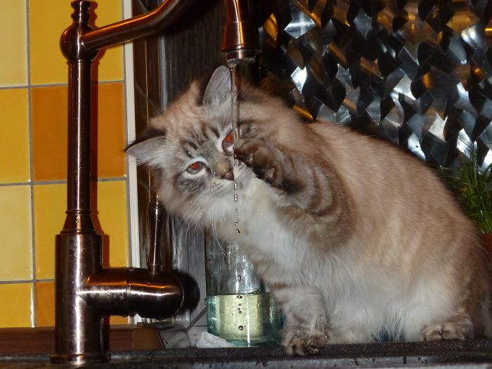 Hey Pandas, Share A Photo Of Your Cat When It Was Still A Kitten (Ended) Hey Pandas, Share A Photo Of Your Cat When It Was Still A Kitten (Ended)