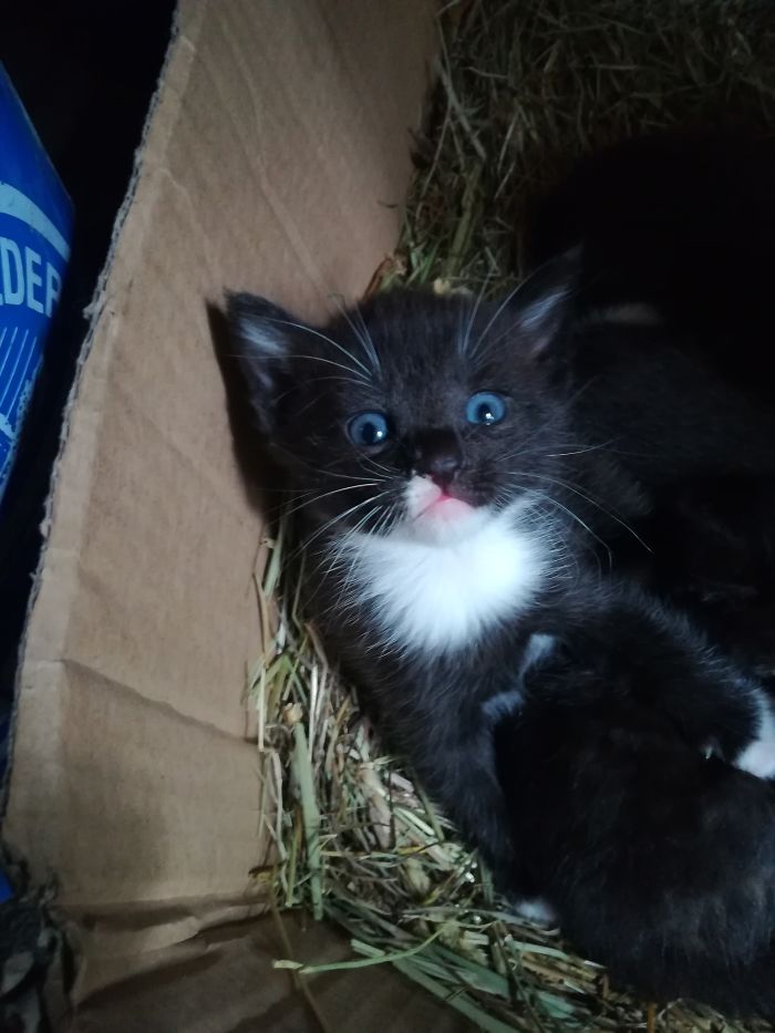 Hey Pandas, Share A Photo Of Your Cat When It Was Still A Kitten (Ended)