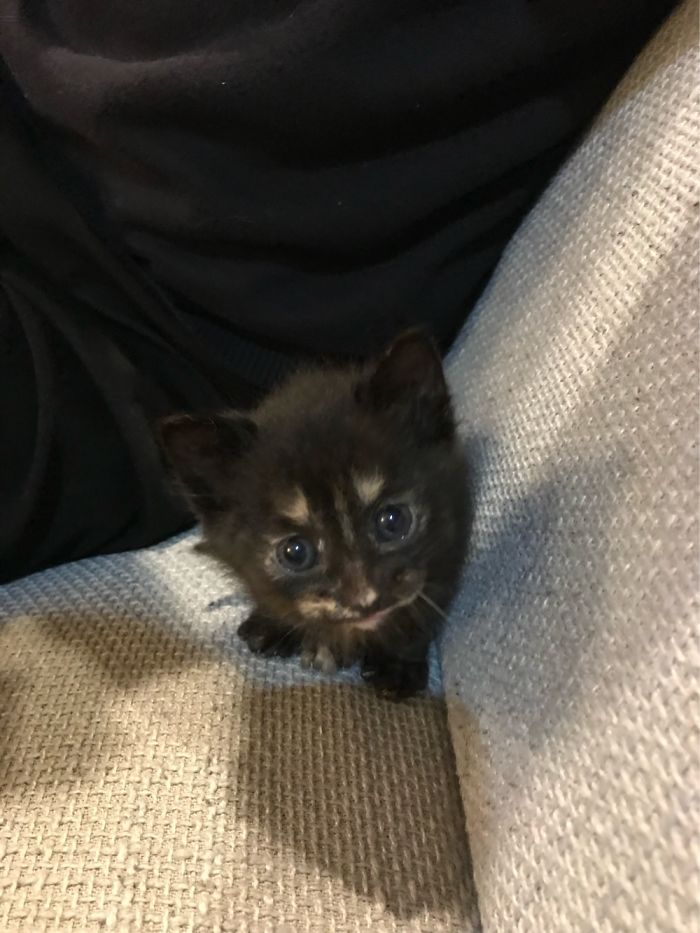 Hey Pandas, Share A Photo Of Your Cat When It Was Still A Kitten (Ended) Hey Pandas, Share A Photo Of Your Cat When It Was Still A Kitten (Ended)