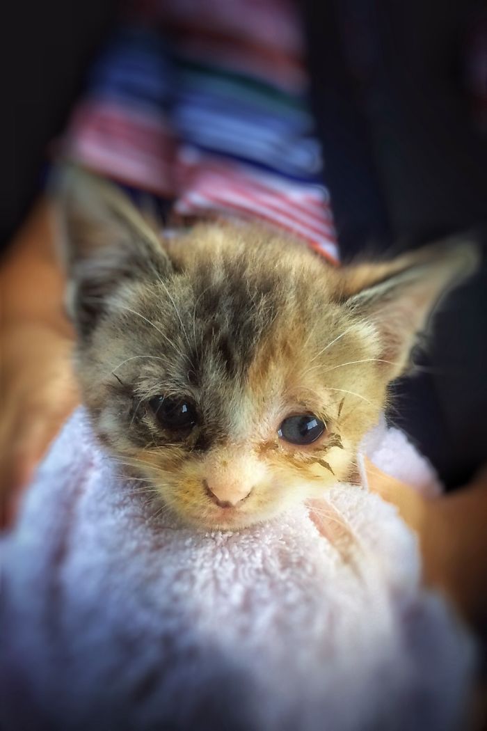 Hey Pandas, Share A Photo Of Your Cat When It Was Still A Kitten (Ended)